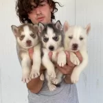 Her Renk Husky Yavrular Mevcut
