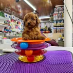 Toy Poodle Yavrularımız