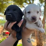 Renk Renk Labrador Bebekler