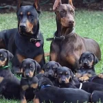 A Secereli Efsane Doberman Yavruları