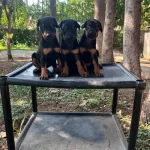 Kızıl Ve Siyah King Dobermanlarimiz
