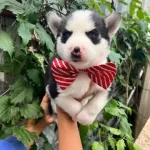 Safkan Irk Garantili Husky Yavrular