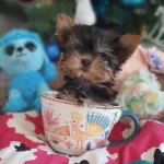 Teacup Yorkshire Prensesler