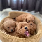 Poodle Degil Maltipoo