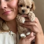 Poodle Degil Maltipo Yavrularımız