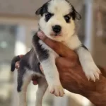 Safkan Irk Garantili Husky Yavrularımız