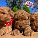 Cicek Gibi Poodle Bebeklerimiz