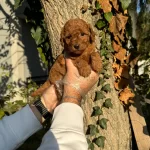 Tea Cup Toy Poodle Bebeklerimiz