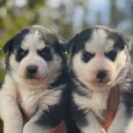 Mavi Gozlu Husky Yavruları