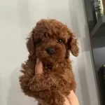 Toy Poodle Bebeklerimiz