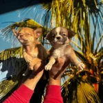 Elma Kafa Mini Chihuahua