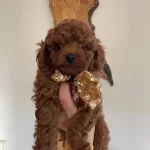 Bebek Surat Toy Poodle Yavrular