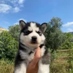 Irk Garantili Husky Yavrularımız