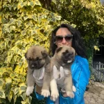 Akita Uni Yavrularım Sağlık Ve Irk Garantilidir