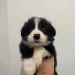 Border Collie Bebekler