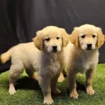 Club K9 Guvencesiyle Safkan Golden Retriever Yavruları