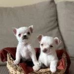 Orijinal Kilo Garantili Elma Surat Chihuahua Bebeklerim