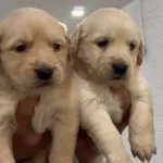 Golden Retriever Bebekler