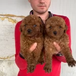 Koyu Renk Toy Poodle Yavrular