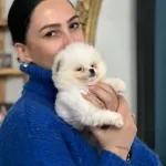 Pomeranian Boo Yavrularım Sağlık Ve Irk Garantilidir