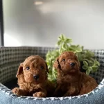 Oyuncak Sanılan Prens Ve Prenses Bebeklerim