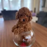 Minyatur Poodle Yavrular