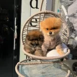 Pomerian Boo Yavrularımız