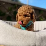 Petibor Tadında Toy Poodle Bebişler