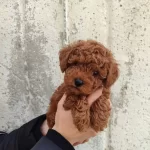 A Kalite Yasal Ciftlik Garantili Poodle Bebeklerim