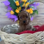 Dark Brown Show Kalite Bebeklerim