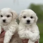 Safkan Irk Garantili Maltese Terrier Yavrular
