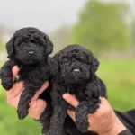 Safkan Irk Garantili Toy Poodle Yavrular