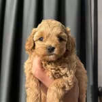 Tatli Maltipoo Bebeklerim