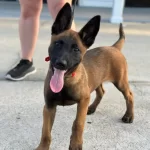 Belcika Malinois Yavruları Sizleri Bekliyor
