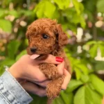Essiz Guzellikteki Toy Poodle Bebeklerim