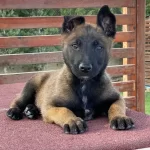 Ruhsatli Ciflikten Belcika Malinois Yavruları Istanbul