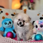 Scr Pofuduk Pompomlar