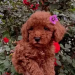 Irk Ve Sağlık Garantili Toy Poodle Yavruları