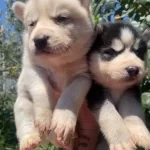 Safkan Sibirya Kurdu Husky Yavruları