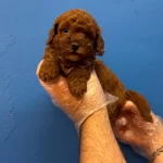 Red Browne Tea Cup Toy Poodle Yavruları