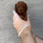 Gerçek Kore Red Browne Toy Poodle Yavruları