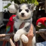 Saglıklı Husky Bebekler