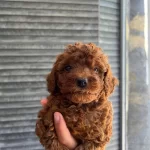 Orijinal Poodle Yavrumuz