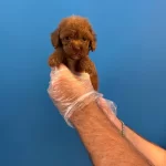 Red Browne Toy Poodle Yavrularımız