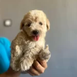 Sevimli Maltipoo Yavrucuklarımız