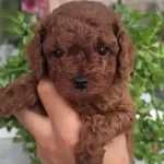Efsane Toy Poodle Yavrularımız