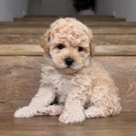 Sevimli Minik Poodle Yavrularımız