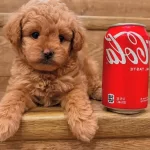 500 Gram En Minik Kore Maltipoo Bebeklerimiz