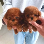 Teacup Mini Kore Poodle Yavrular