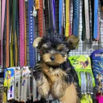 Tea Cup Yorkshire Terrier Yavrularımız Hazırdır